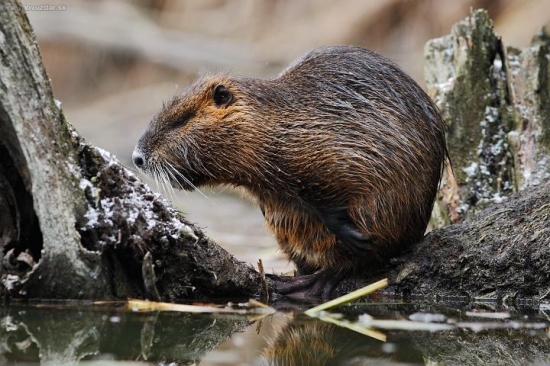 Nutria riečna