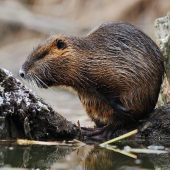 Nutria riečna