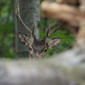 Hlavne nenápadne ...