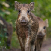 Cestou, necestou ...
