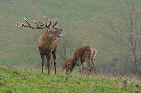 Tu som pánom ja ...