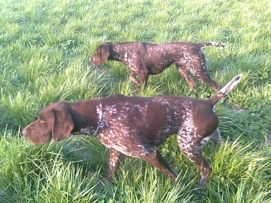 Priznávanie brata so sestrou