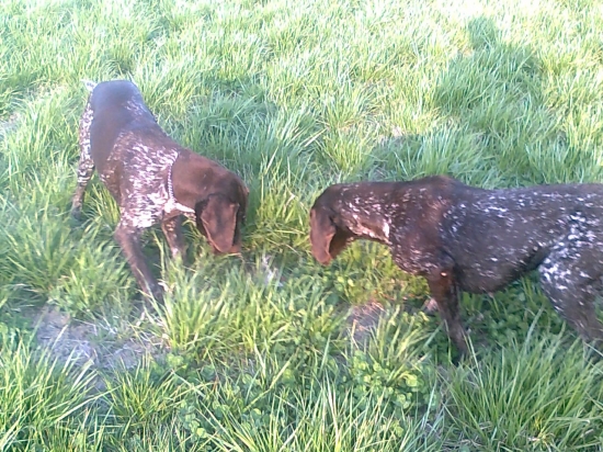Súrodenci nad prepelicou
