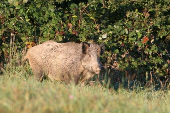 čierna