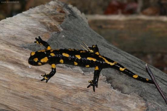 salamandra