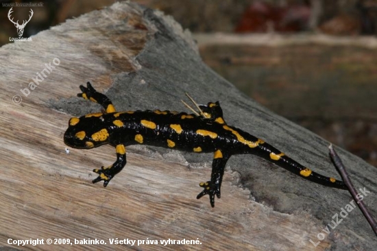 salamandra