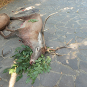 ruja 2011