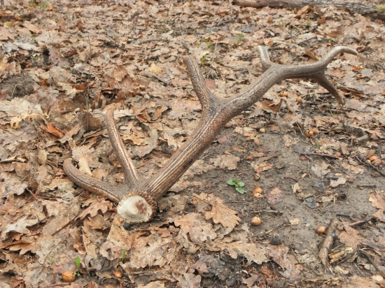 uf ale som sa nachodil