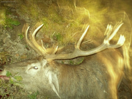 minulý rok cez ruju