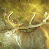 minulý rok cez ruju