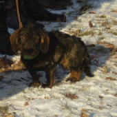 Môj dravec v pohone