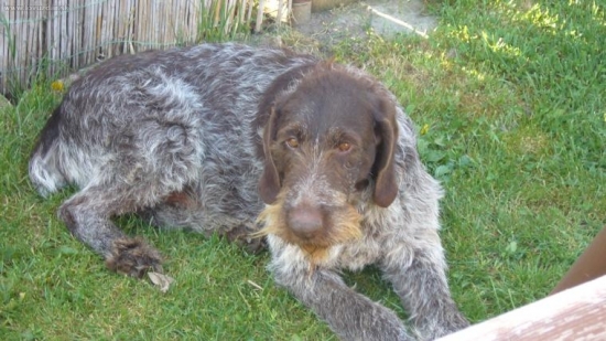 náš prvý...Corgoň...