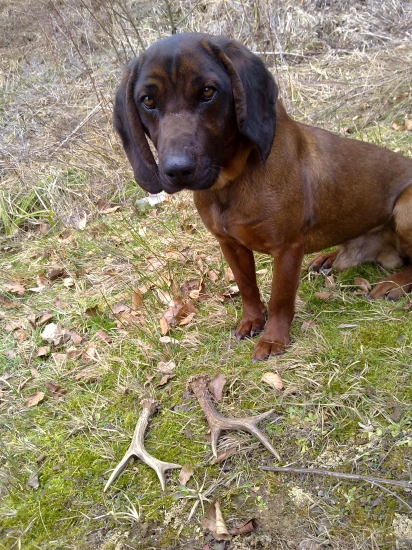 Dva srncie zhody nájdené v jeden den