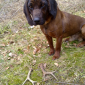 Dva srncie zhody nájdené v jeden den