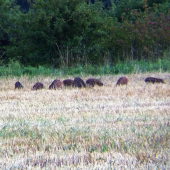 diviačatá