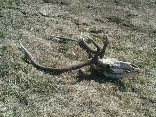 Uhynutý škodník nájdený našim maldým členom