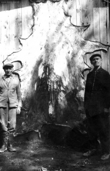 Z archívu: To musel byt veľký diviak