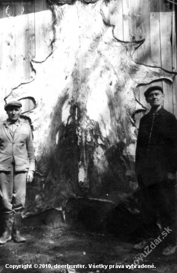 Z archívu: To musel byt veľký diviak