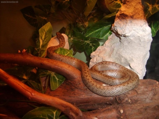 užovka hladká