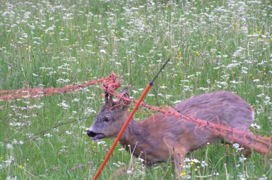 Nebezpečí el.ohradníku