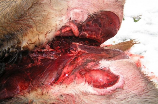 Zakrnělá ráže jelena foto id33470