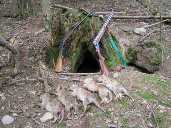 Když máte šikovného psa