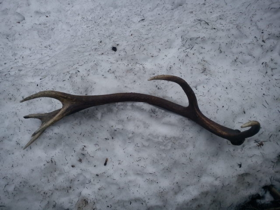 kamaratou čerstvyy 12 torak