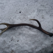 kamaratou čerstvyy 12 torak