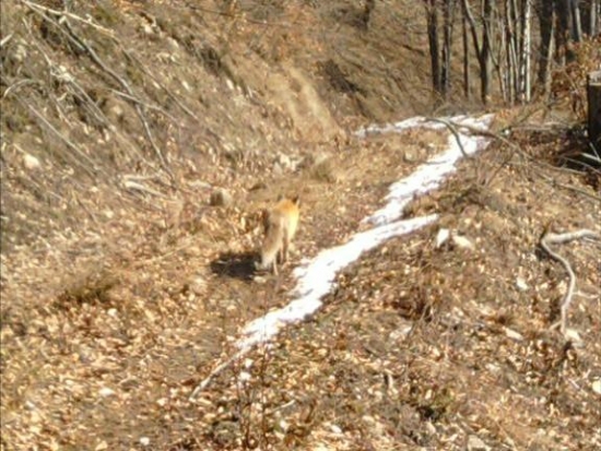 kmotrička