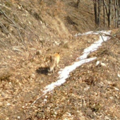 kmotrička