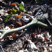 dnes sa darilo:) aspon nieco