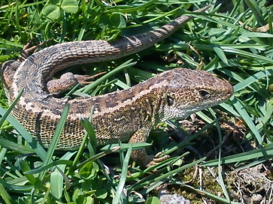 Lacerta agilis
