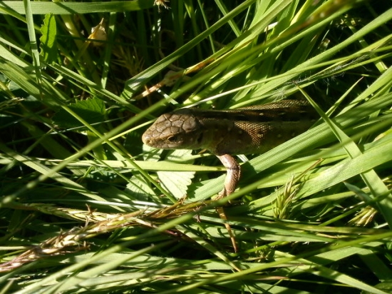 jašterica kratkohlavá
