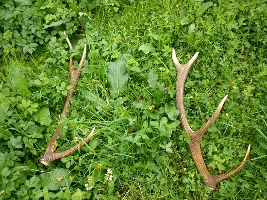 aj okolo potoka teba hladat