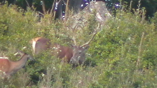 ruja 2011