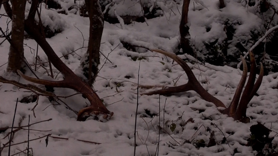 nepravidelny 12-torak