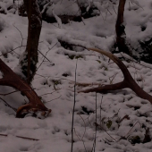 nepravidelny 12-torak