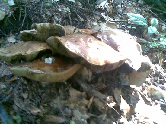 hubovy sestoracik :)