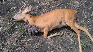 Fibropapiloma vírus.