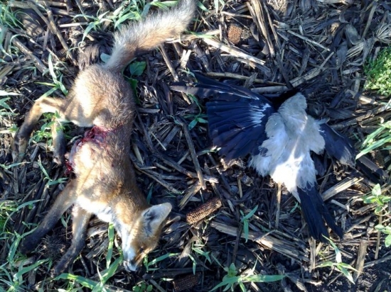 Ulovené gulobrokom.