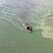 Vodná práca stavačov.