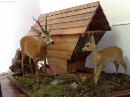 Prezentácia poľovníctva.