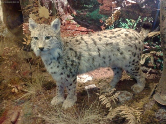 Prvý preparát Rysa na Slovensku.