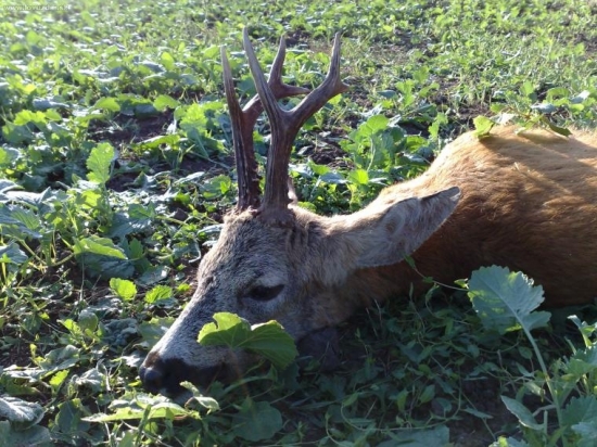 Poctivo vychodený- III.V.T.