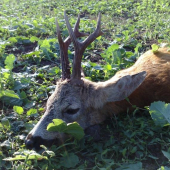 Poctivo vychodený- III.V.T.