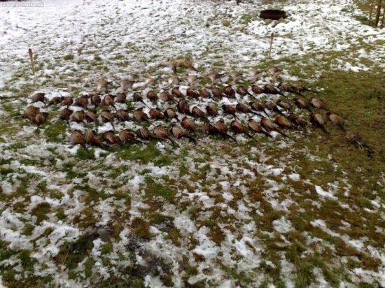 Spoločná poľovačka.