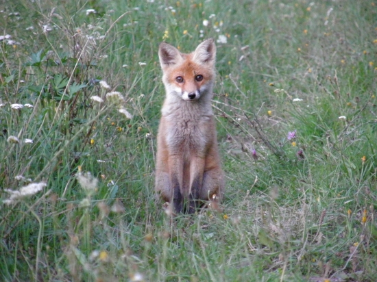 Vulpes vulpes
