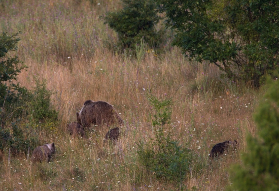 početná rodinka