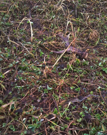 dnes nepršalo...len kvapkalo