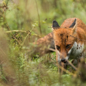 po daždi vyšla na lov